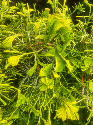 Chamaecyparis obtusa 'Golden Whorl'